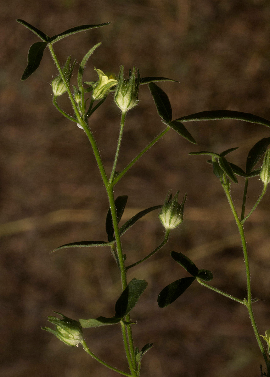 Hibiscus sidiformis