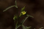 Hibiscus sidiformis