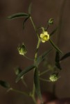 Hibiscus sidiformis