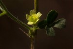 Hibiscus sidiformis