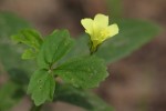 Hibiscus sidiformis