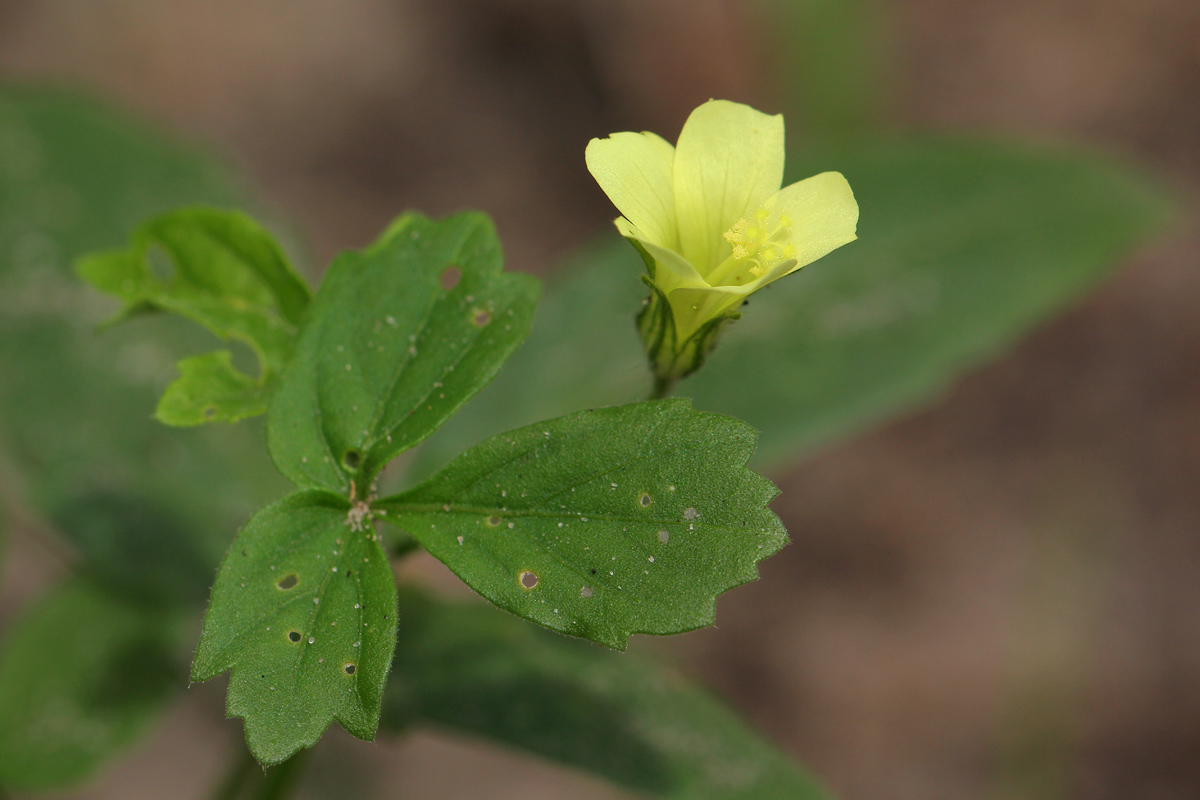 Hibiscus sidiformis