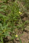 Hibiscus sidiformis