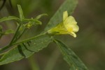Hibiscus sidiformis