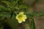 Hibiscus sidiformis