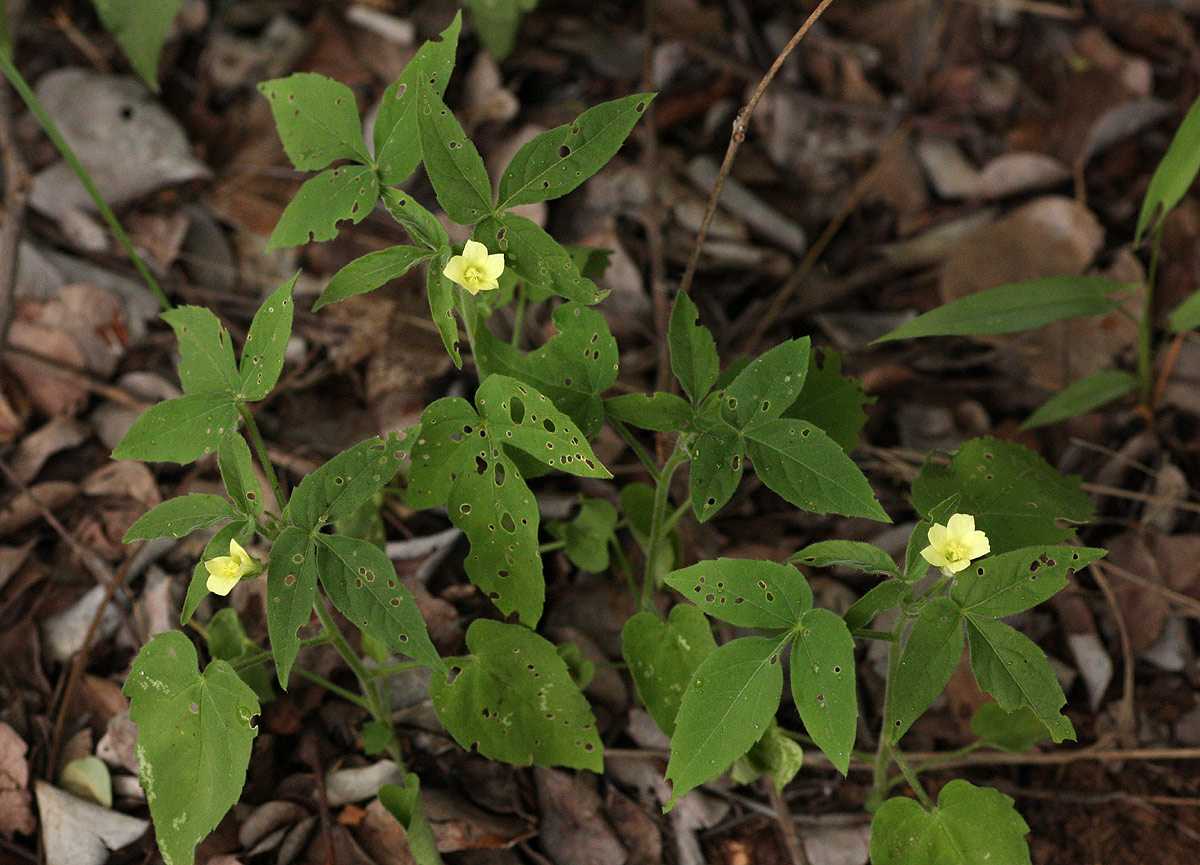 Hibiscus sidiformis