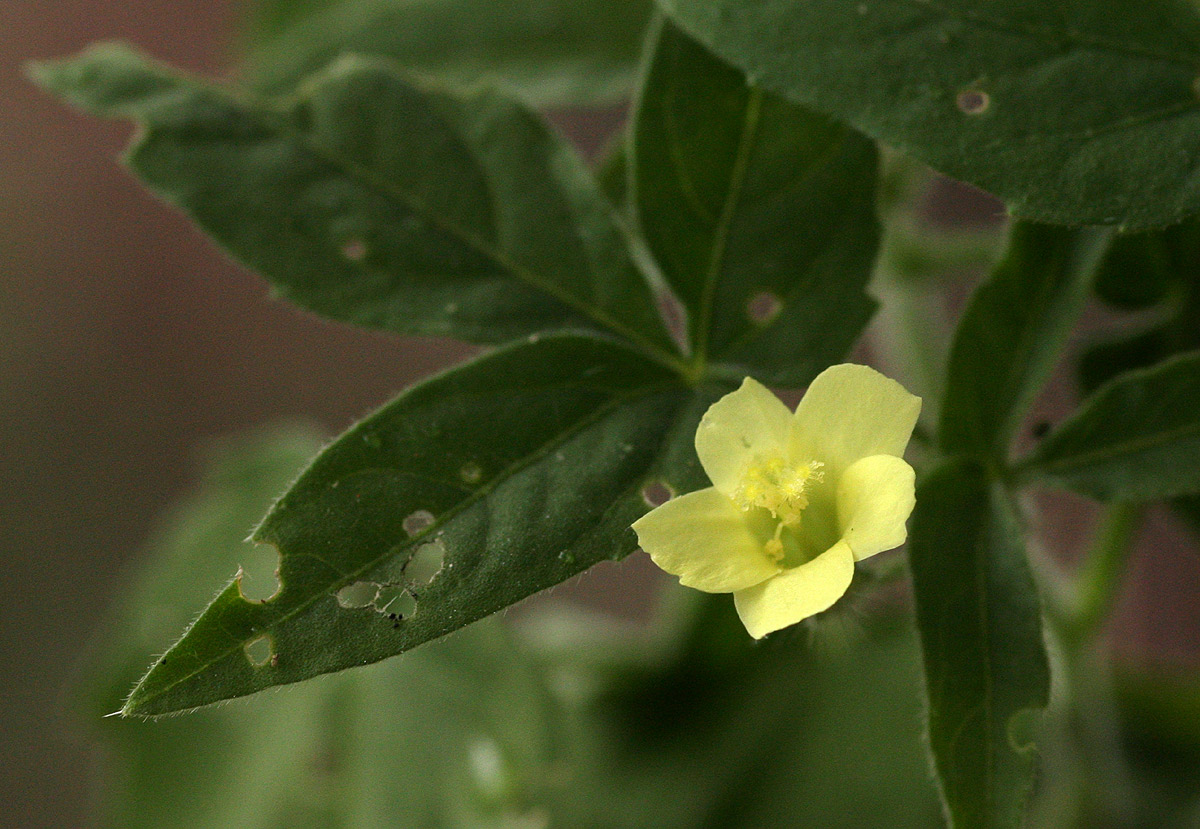 Hibiscus sidiformis