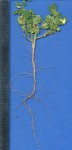 Hibiscus sidiformis