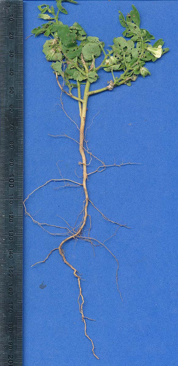 Hibiscus sidiformis