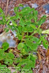 Hibiscus sidiformis