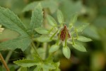 Hibiscus surattensis