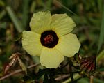 Hibiscus surattensis