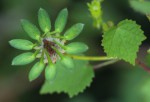 Hibiscus surattensis