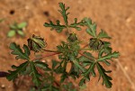 Hibiscus tridactylites