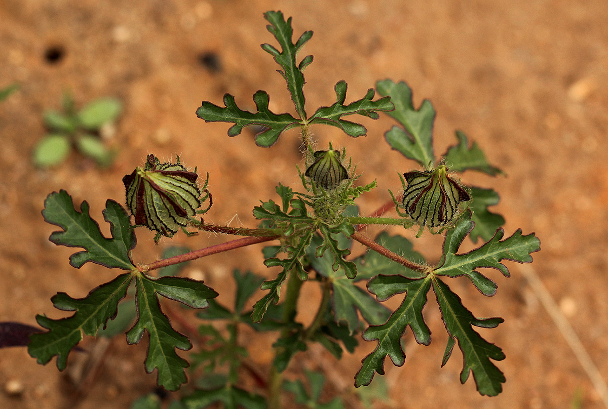 Hibiscus tridactylites