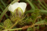 Hibiscus tridactylites
