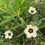 Hibiscus tridactylites