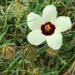 Hibiscus tridactylites