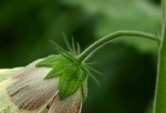 Hibiscus vitifolius subsp. vitifolius