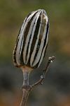 Abelmoschus esculentus
