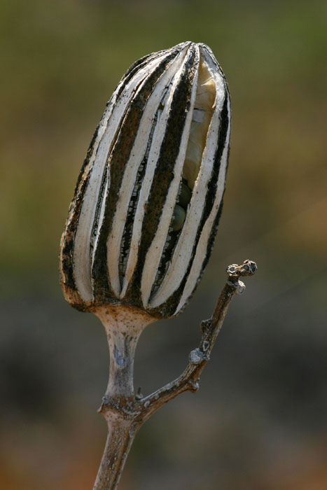 Abelmoschus esculentus