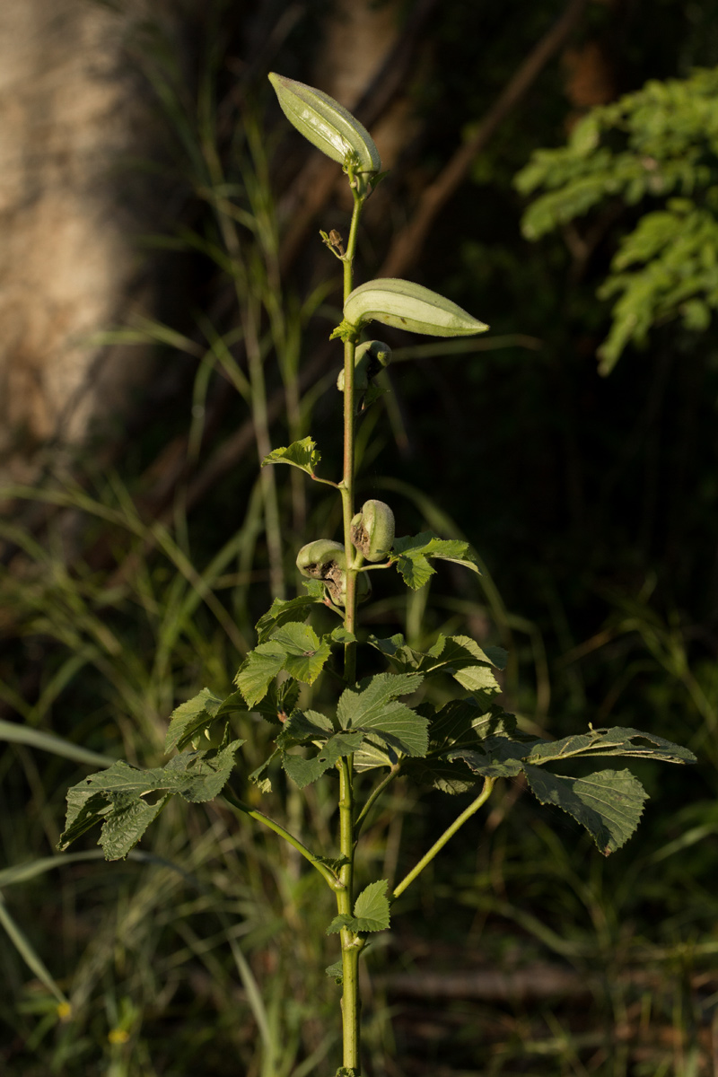 Abelmoschus esculentus