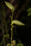 Abelmoschus esculentus
