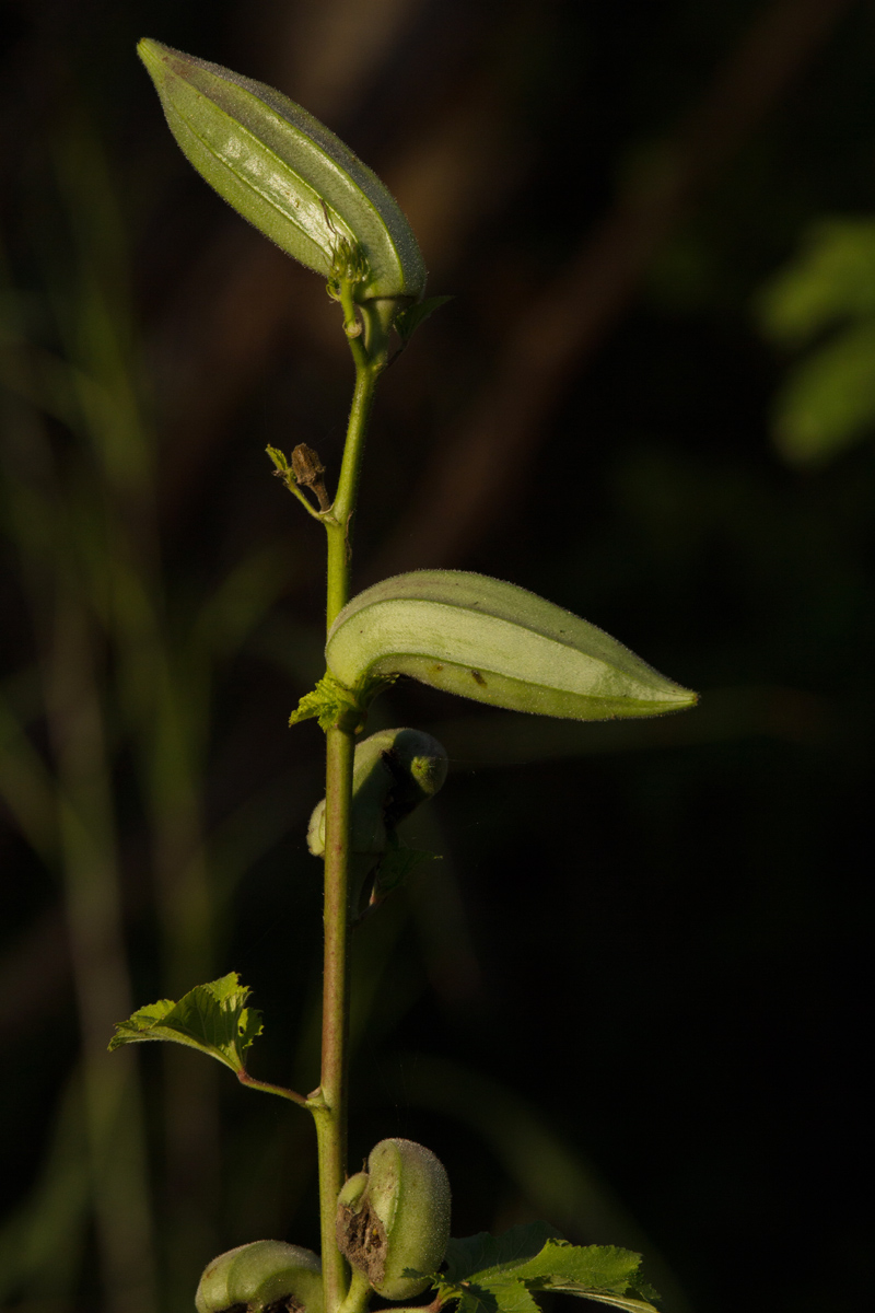 Abelmoschus esculentus