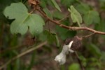 Gossypium herbaceum subsp. africanum var. africanum