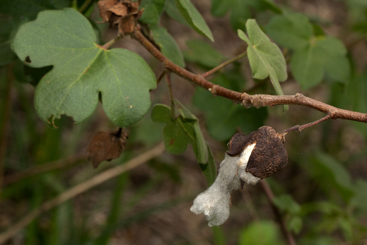 Gossypium herbaceum subsp. africanum var. africanum