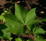 Gossypium hirsutum