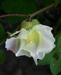 Gossypium hirsutum