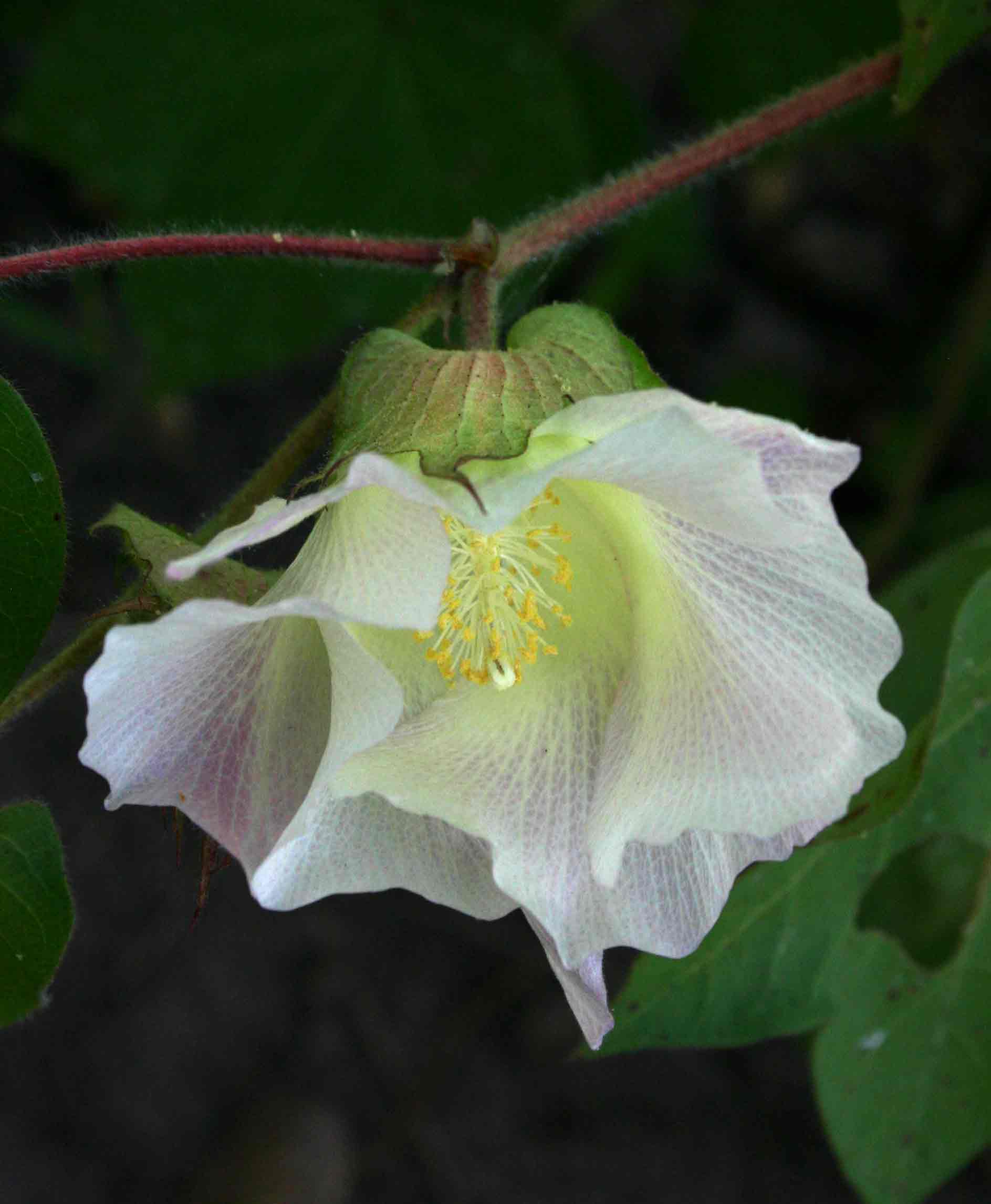 Gossypium hirsutum
