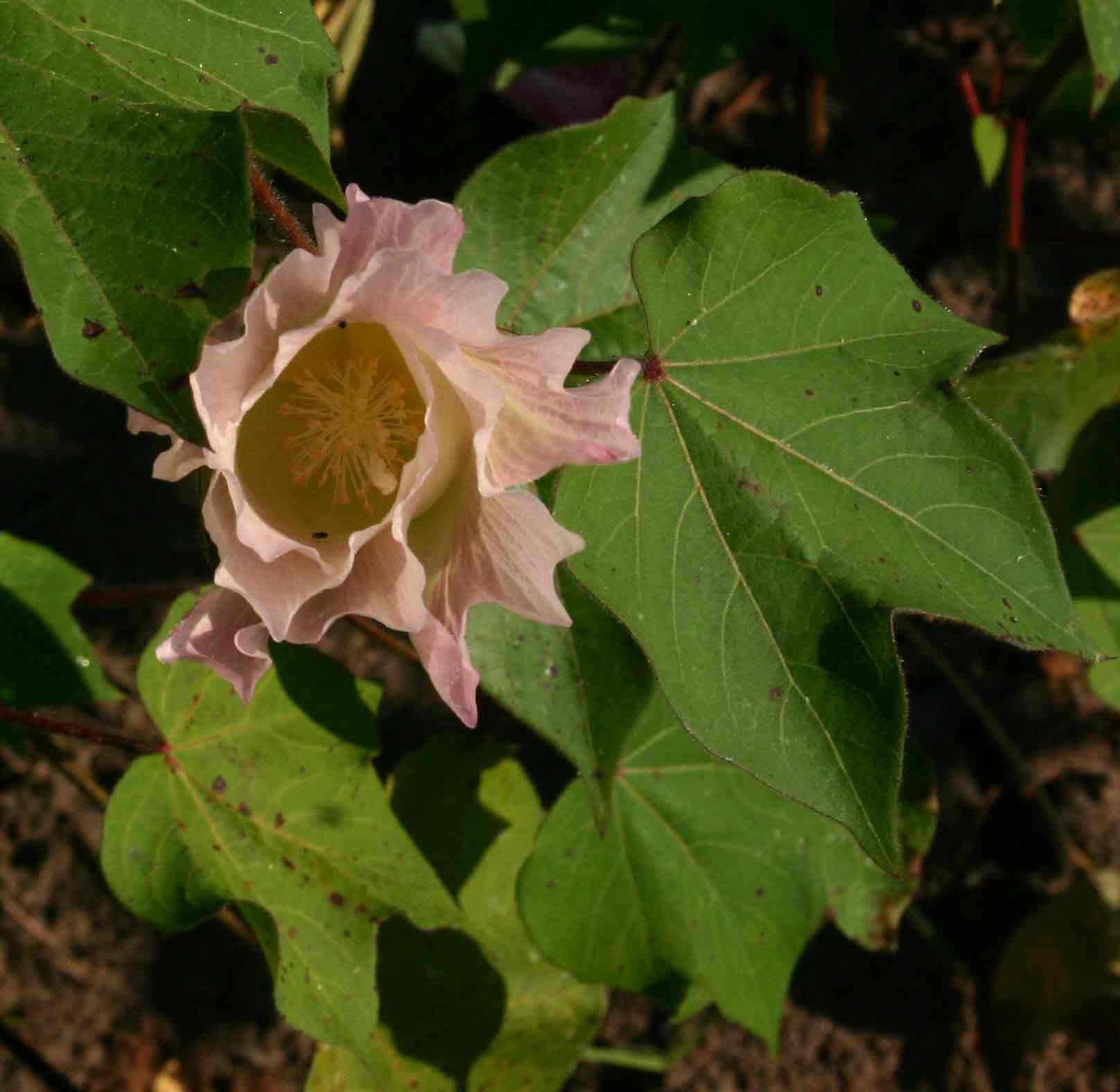 Gossypium hirsutum