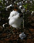 Gossypium hirsutum
