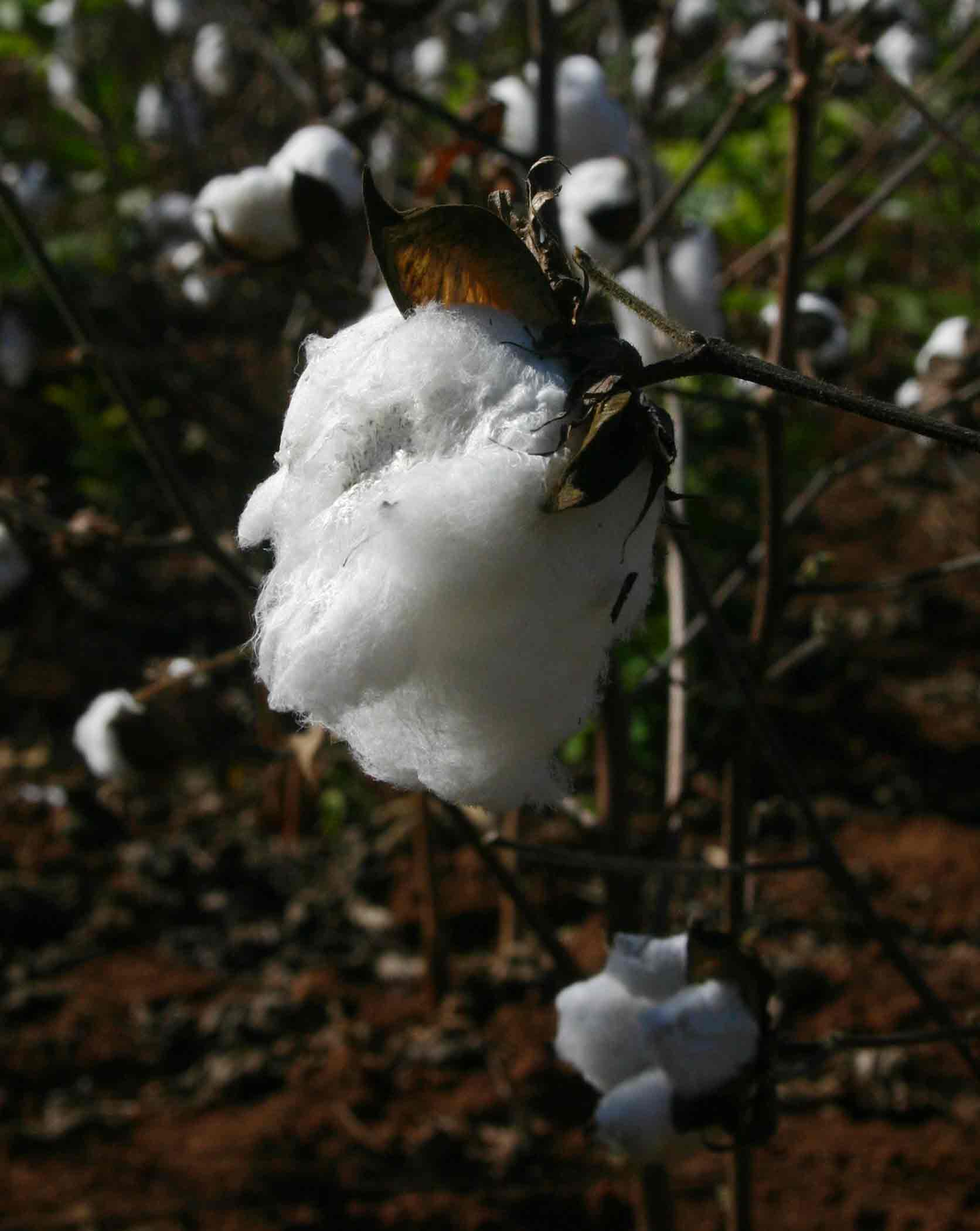 Gossypium hirsutum