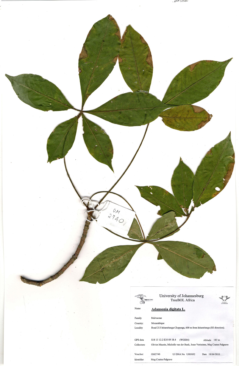 Adansonia digitata