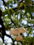 Adansonia digitata