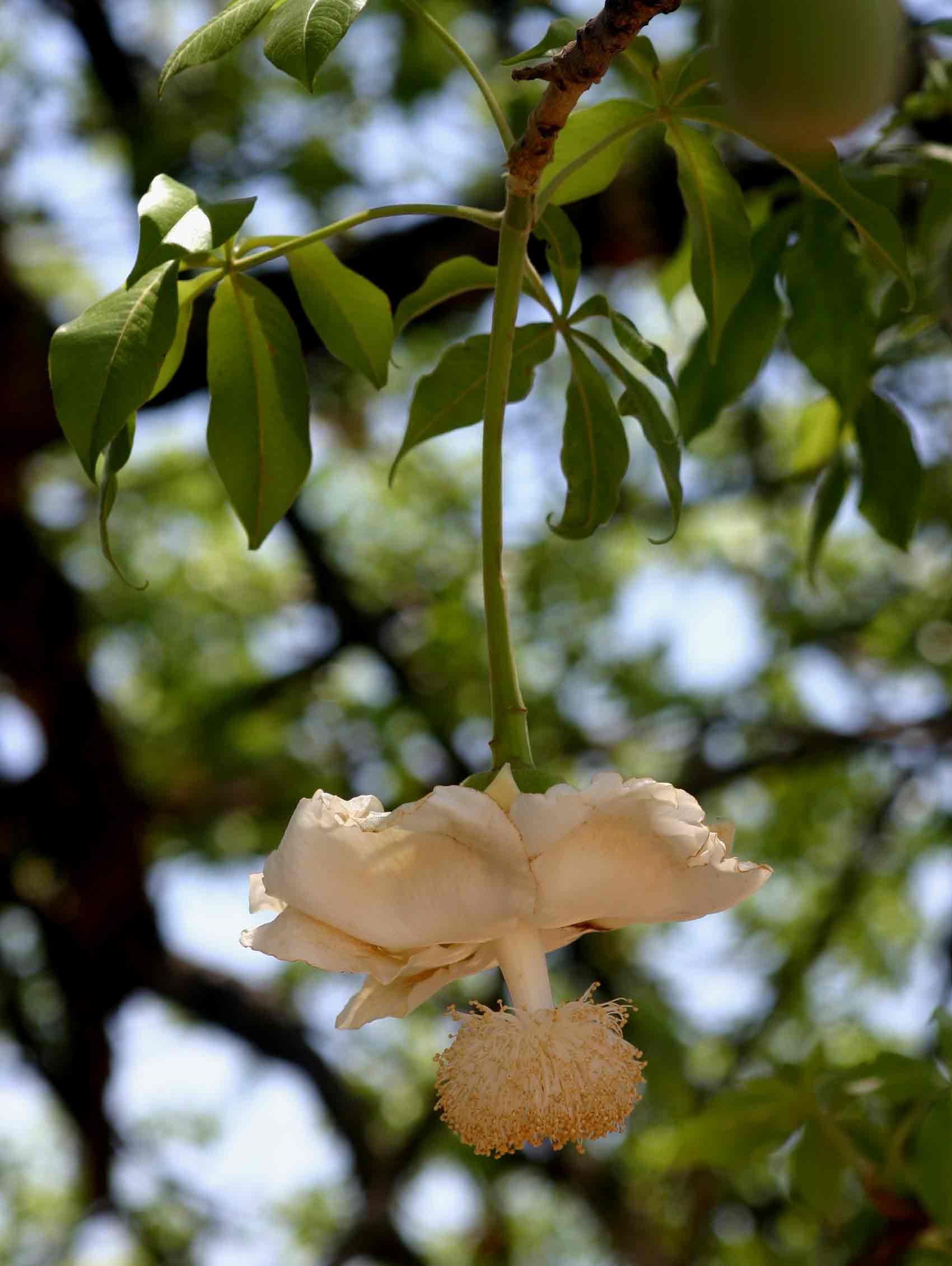 Adansonia digitata