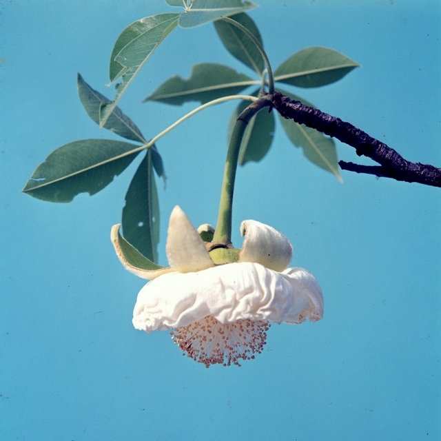 Adansonia digitata