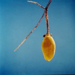 Adansonia digitata