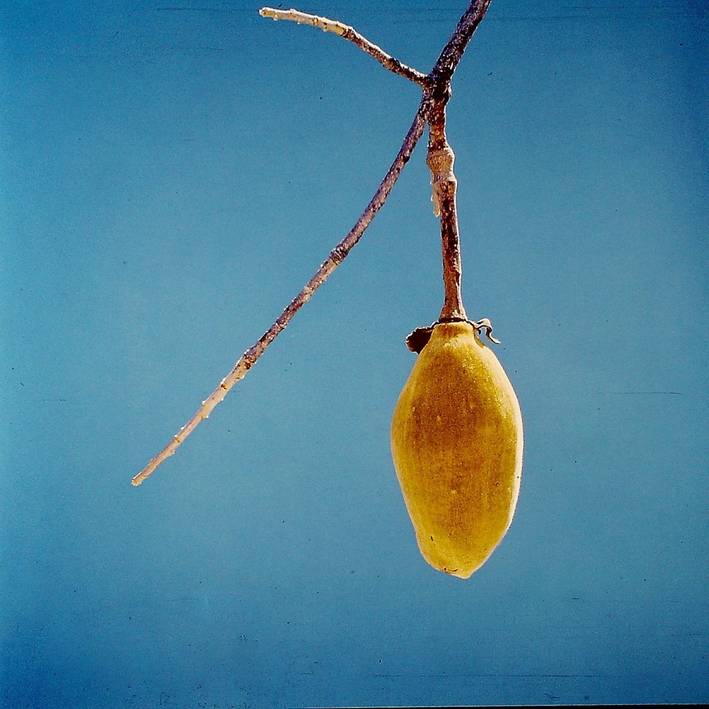 Adansonia digitata