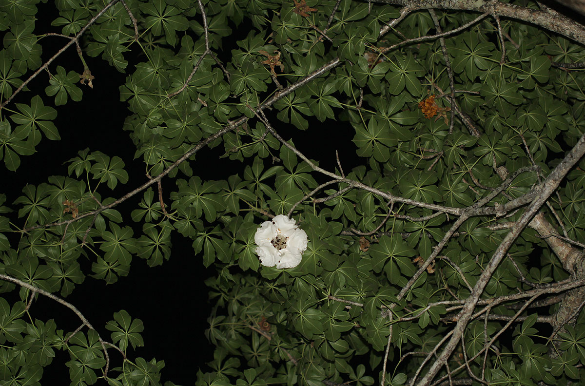 Adansonia digitata
