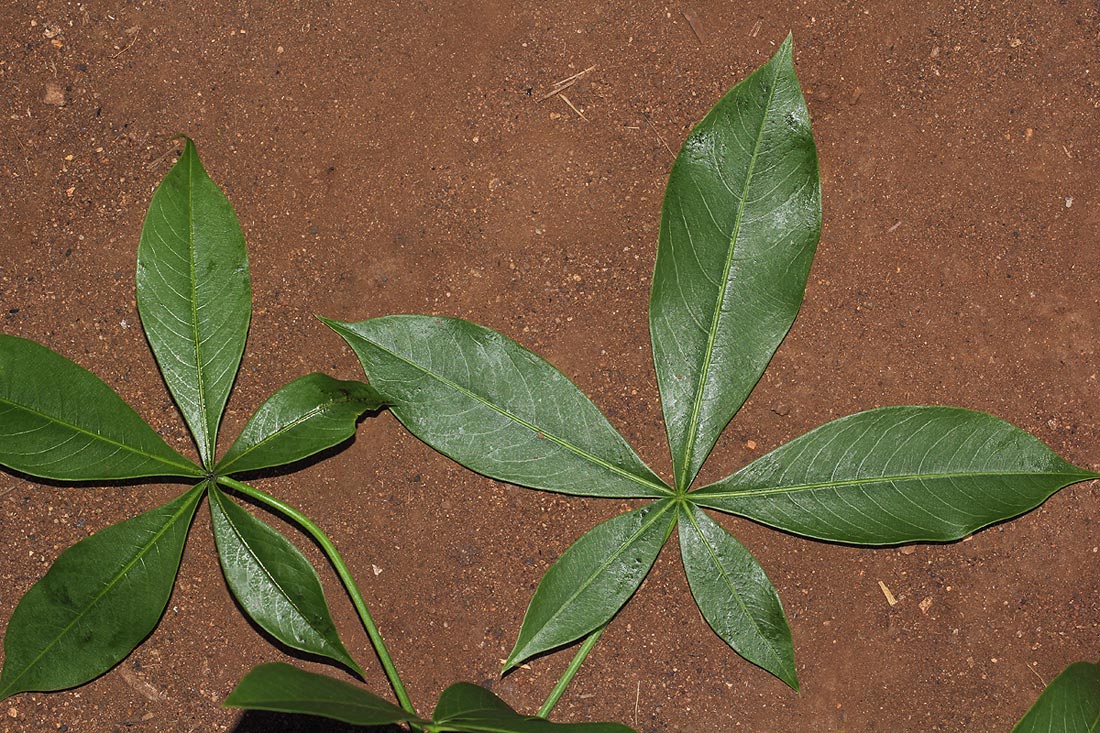 Adansonia digitata