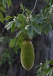 Adansonia digitata