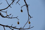 Adansonia digitata