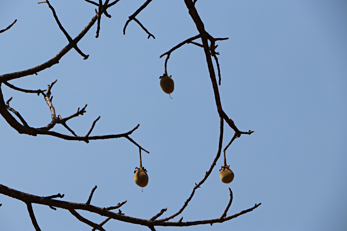 Adansonia digitata