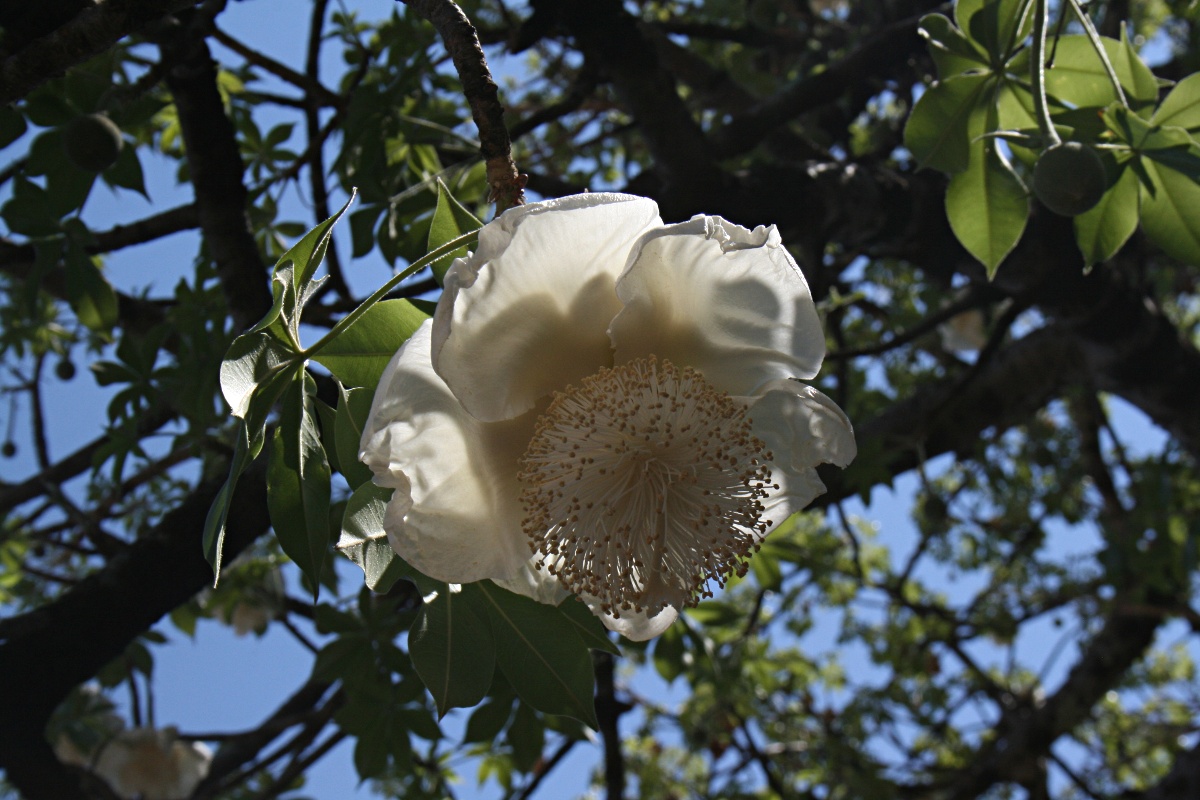 Adansonia digitata