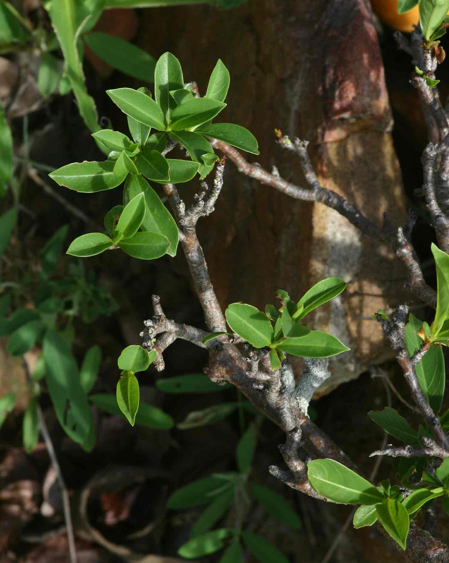 Adansonia digitata