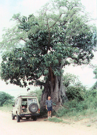 Adansonia digitata